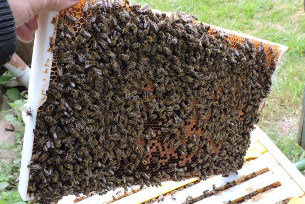 Včelař drží bílý plastový rámek hustě pokrytý včelami