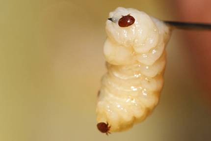 Včelí larva s roztoči Varroa destructor na těle