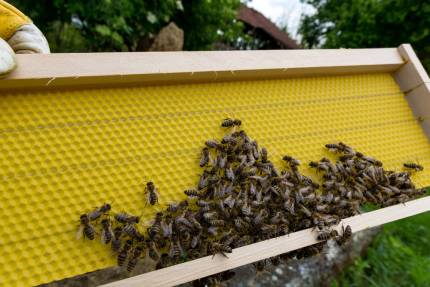 Žlutá vosková mezistěna v dřevěném rámku pokrytá včelami