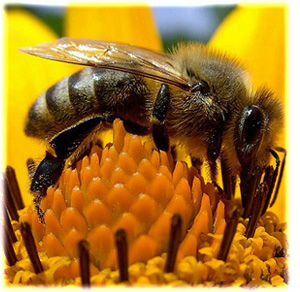 Včelařské potřeby